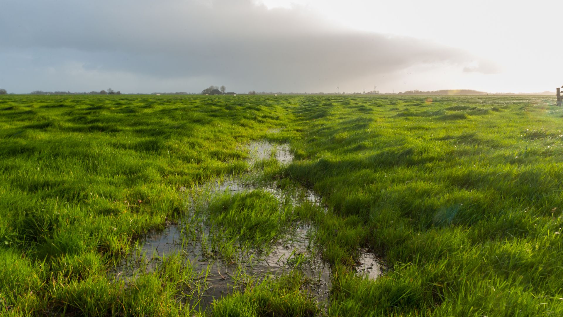 Friesland