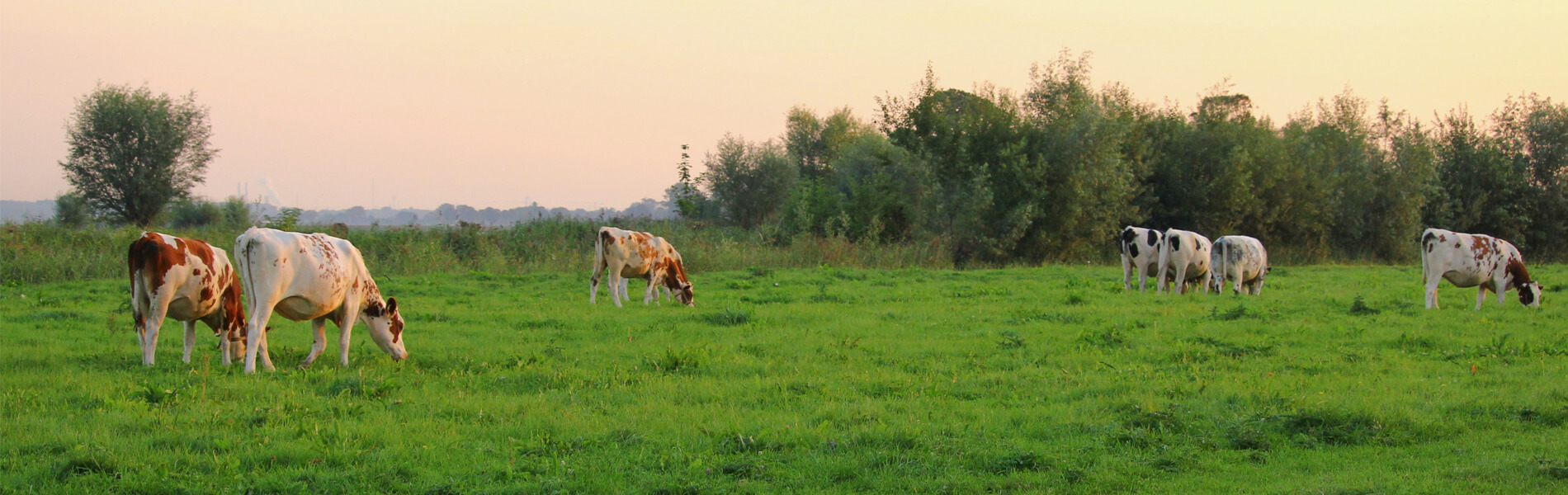 Header_koeien_in_groen_weiland