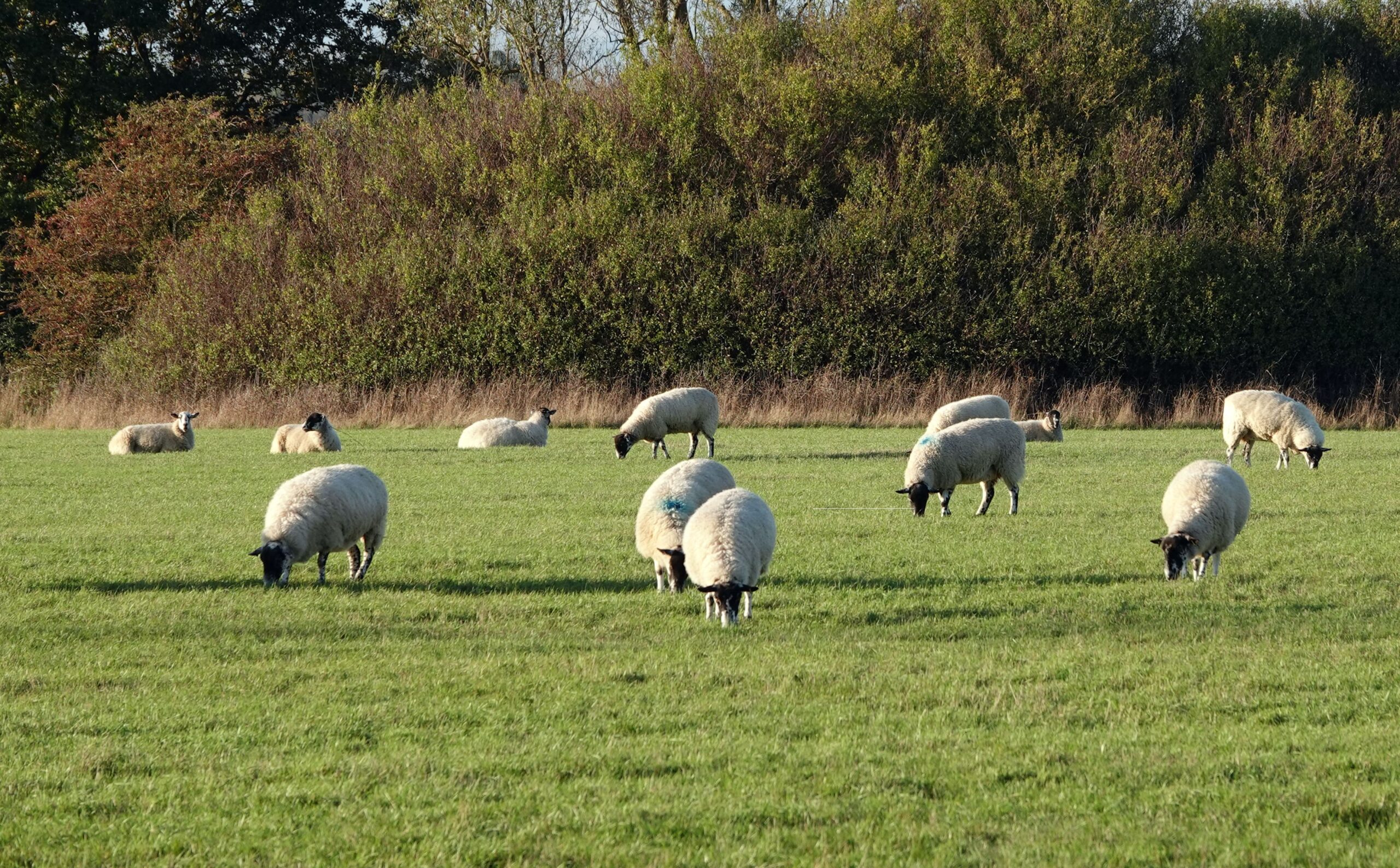 closeup-shot-sheep-grazing-pasture-min-scaled