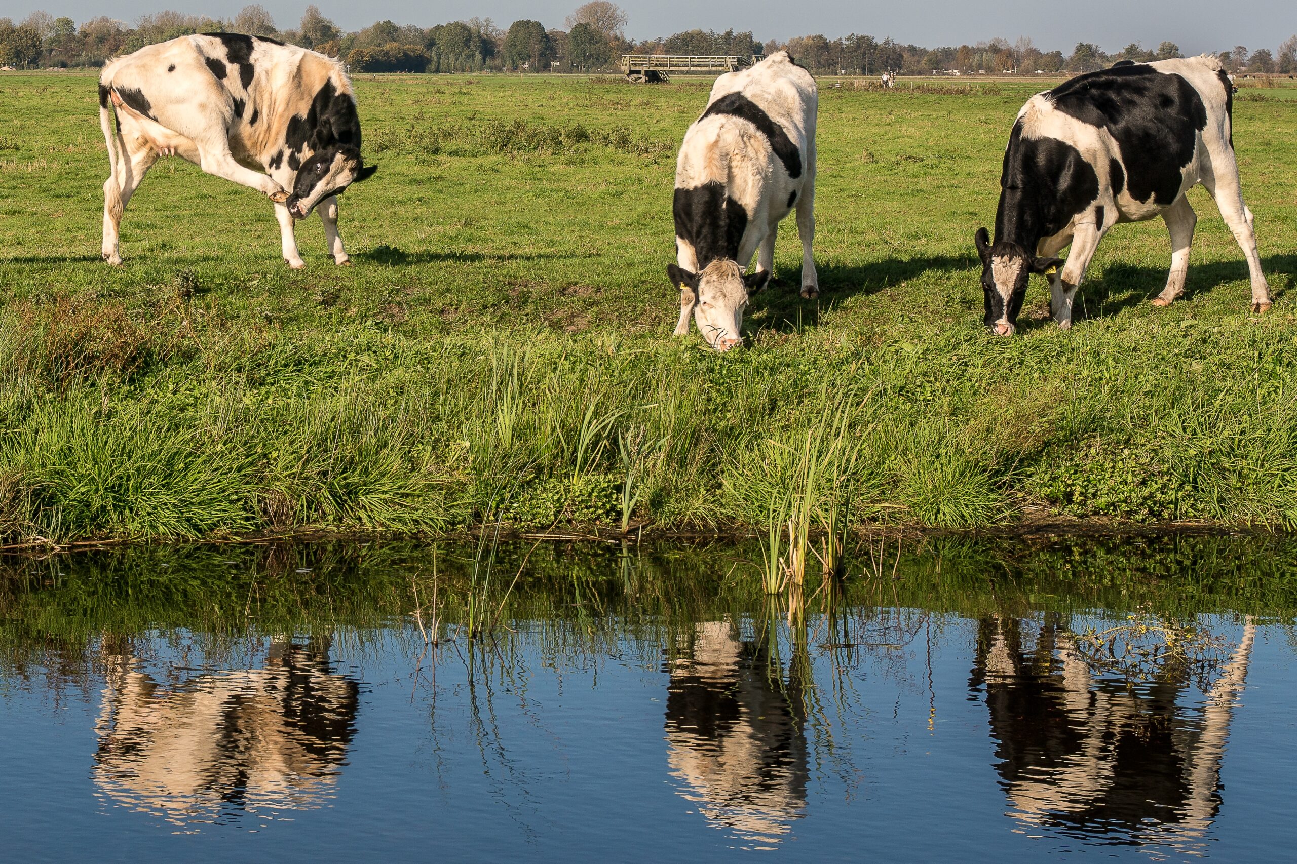 A grassy field near the water with cows eating grass at daytime