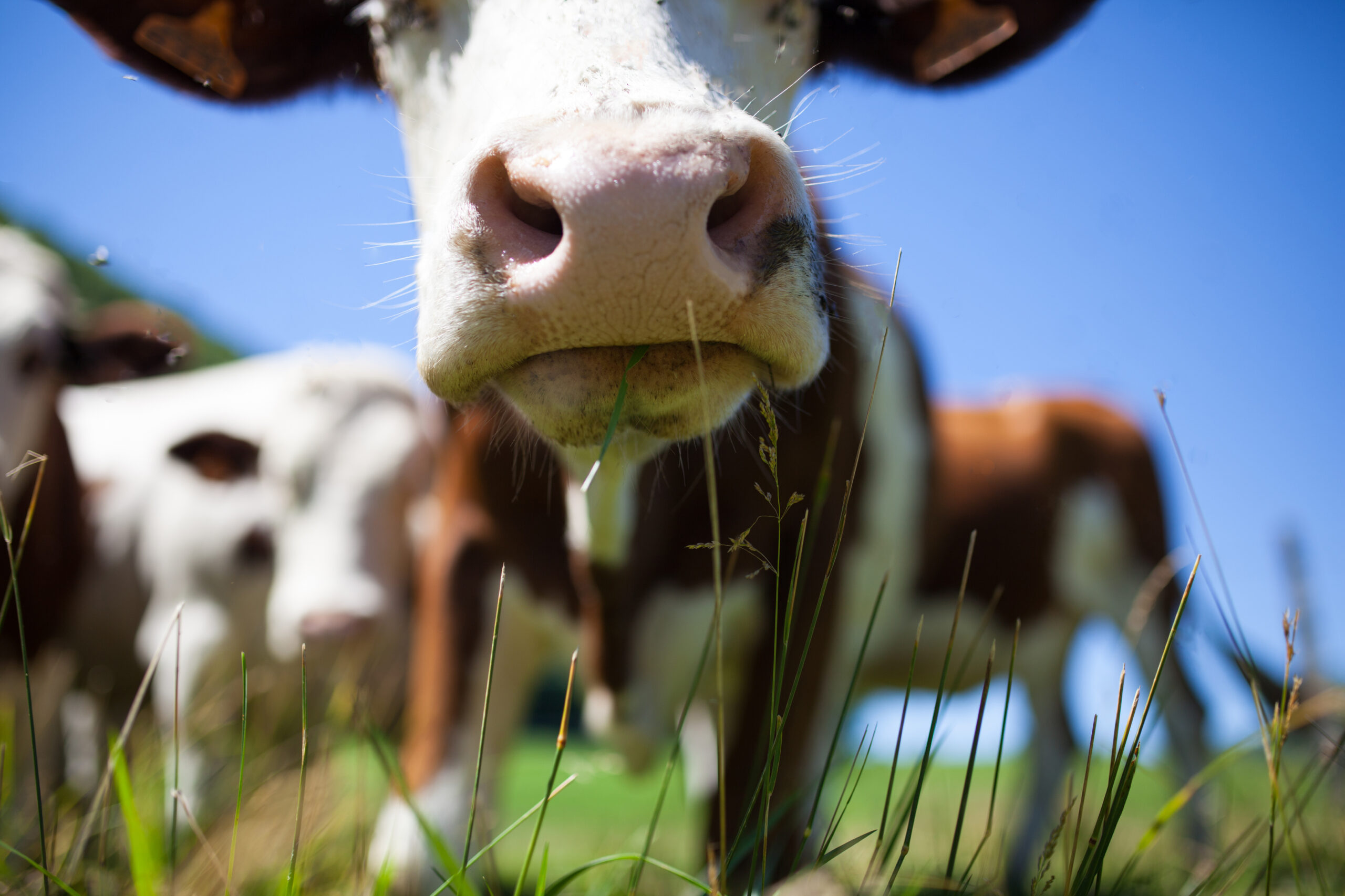 A herd of cows producing milk for Gruyere cheese in France in the spring