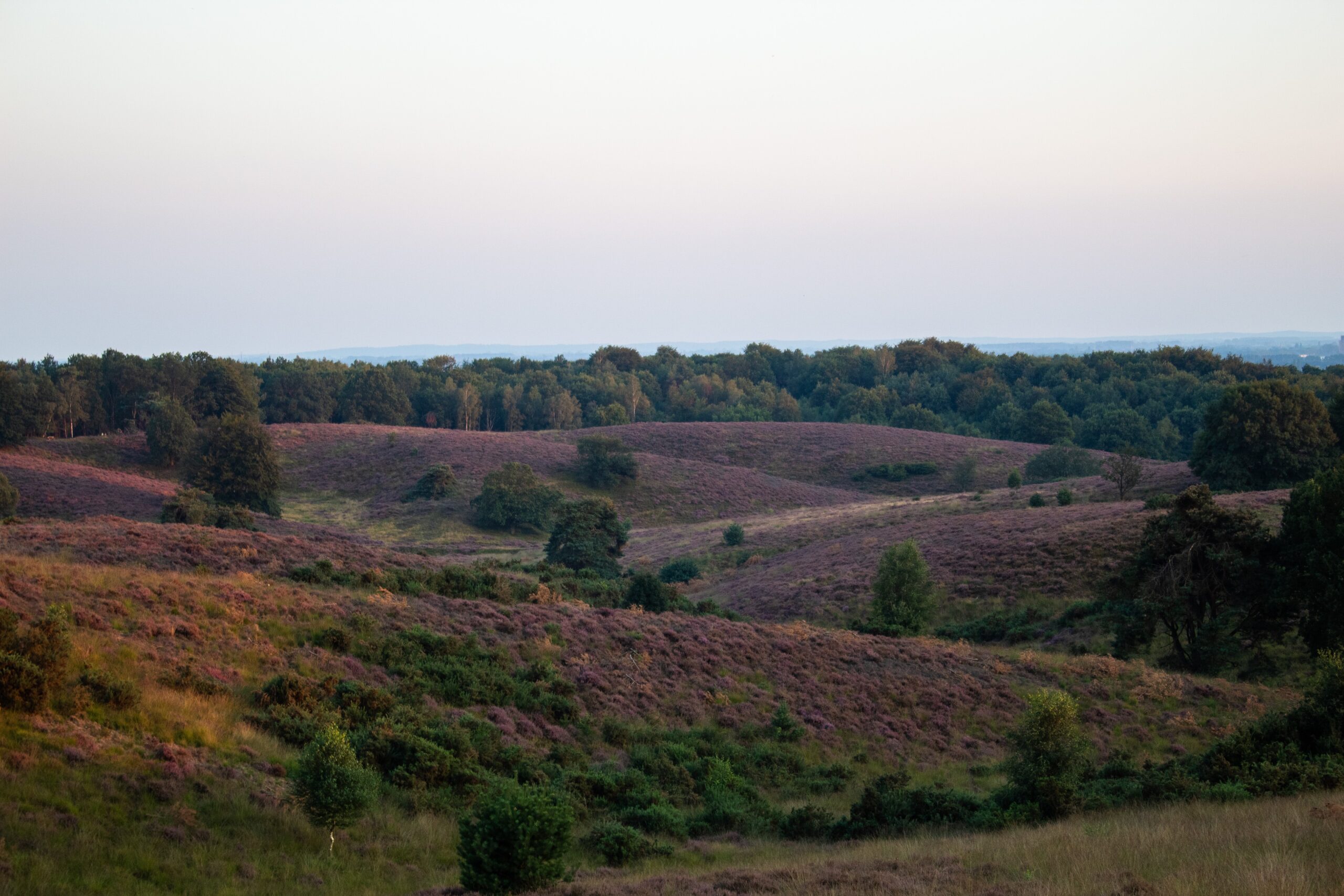 jonne-laagland-winder-kBhHSlOdW5E-unsplash-scaled